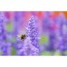 Sigma 105mm f/2.8 DG DN MACRO ART Lens - L-Mount Sigma 105mm f/2.8 DG DN MACRO ART Lens - L-Mount
