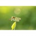 Sigma 105mm f/2.8 DG DN MACRO ART Lens - L-Mount Sigma 105mm f/2.8 DG DN MACRO ART Lens - L-Mount